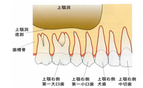 上顎骨の内部には上顎洞と呼ばれる大きな空洞が存在します | 市ヶ谷・歯医者